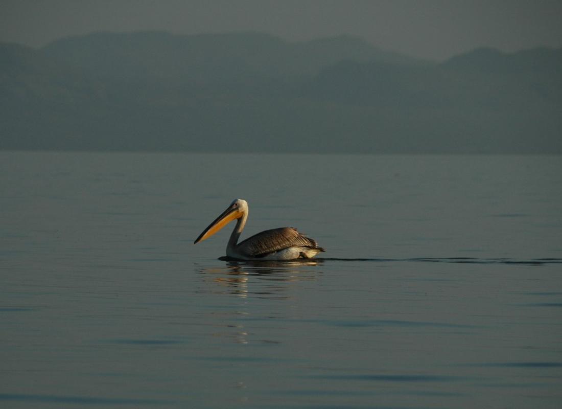 zdjęcie pelikana